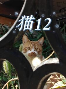 猫12个月是猫龄几岁